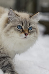 Animal lovers. Beautiful Siberian cat as a home pet.