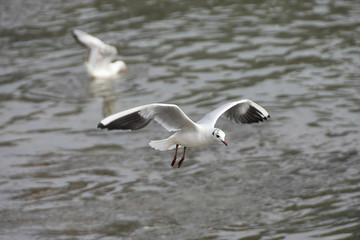 Two seagulls one flying over the water