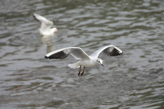 Two seagulls one flying over the water