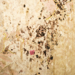 Fungus on old wallpaper. Stains of black mold on the wall. Close-up.