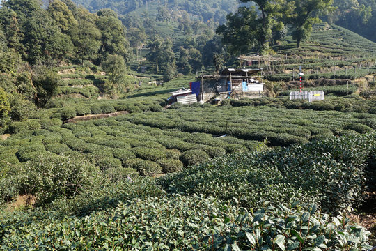 Green Chinese Longjing tea plantation
