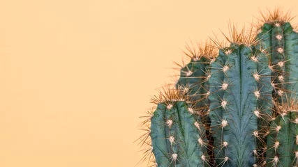Fototapeten Kaktuspflanze hautnah. Trendiger gelber minimaler Hintergrund mit Kaktuspflanze. © andreaobzerova