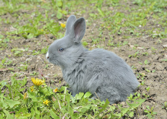 Young rabbit 11
