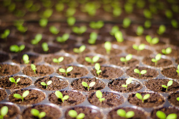 Organic seedling or sapling lettuces in the field, lettuce cultivation, green leaves