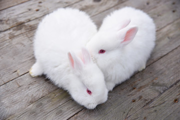 White fluffy bunny on a wooden background