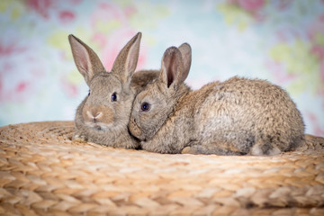Cute little bunny rabbits