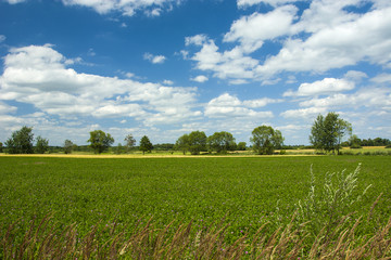 Fototapeta premium Green field, trees and blue sky