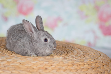 Easter rabbit background