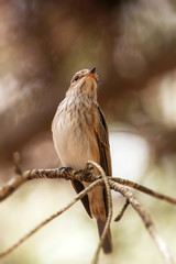 A marsh warbler