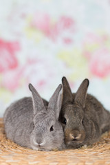 Cute little bunny rabbits