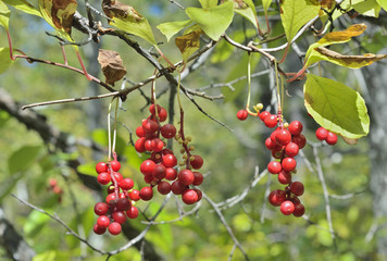 Berries of Far-Eastern plant (Schisandra chinensis) 12