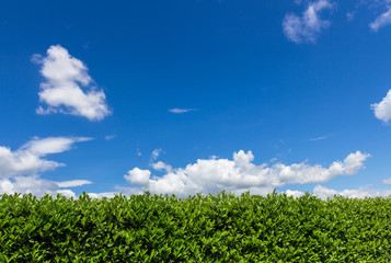 Hedge and blue sky