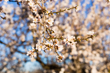 Spring, flowering and nature concept - beautiful almond flowers
