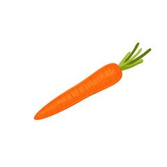 carrots isolated on white background. Vector illustration. ingredients for cooking.
