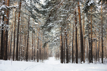 Siberian winter forest