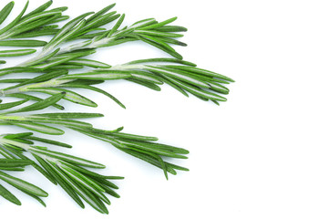 Fresh green rosemary isolated on a white background with copy space for your text. Top view. Flat lay