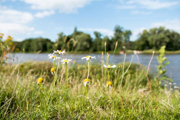 wilde Sommerblumen am sonnigen Flussufer