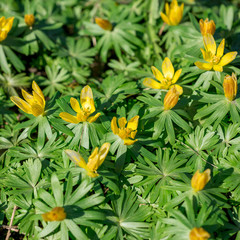 Fototapeta premium Flowers Shibateranthis longistipitata blossoms in spring, Erantis