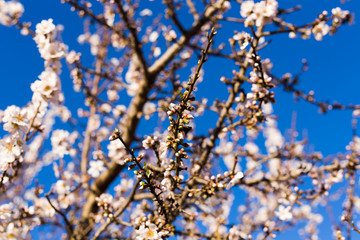 Fototapeta premium Spring, flowering and nature concept - beautiful almond flowers
