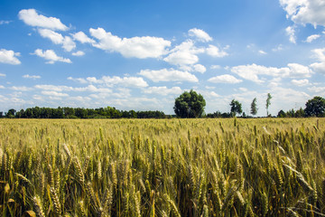 Field of rye and blue sky