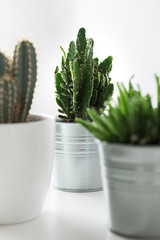 Various cactus and succulent plants in different pots close up. Modern room decoration. Cactus house plants collection.