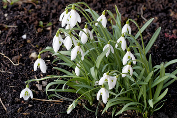 Schneeglöckchen