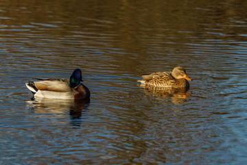 Ducks swimming on a winter lake with the reflection of trees on the water, seen at the Entenfang lake, Duisburg, North Rhine-Westphalia, Germany