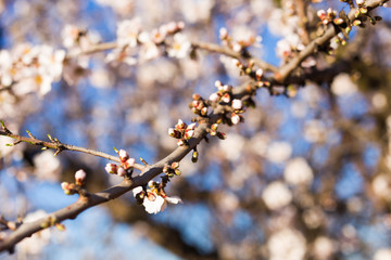Spring, flowering and nature concept - beautiful almond flowers