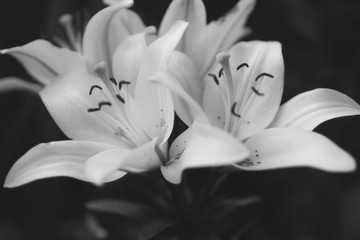 Black and white photo of similar lilies