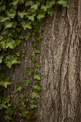 leaves of ivy covering  tree trunk