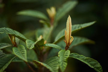 Blossom of new fresh leaves