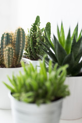 Various cactus and succulent plants in different pots close up. Modern room decoration. Cactus...