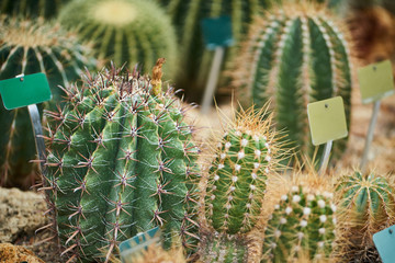 A lot of cactus in botanic garden