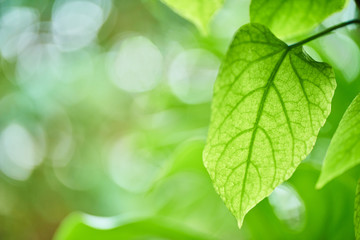 Fototapeta na wymiar Beautiful green leaves in garden with bokeh background