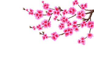 Sakura. A branched curved branch of a blossoming cherry spring tree with purple flowers and buds. Isolated on white background. illustration