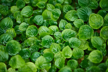 green tropical leaves background