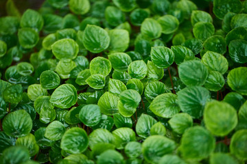 green tropical leaves background