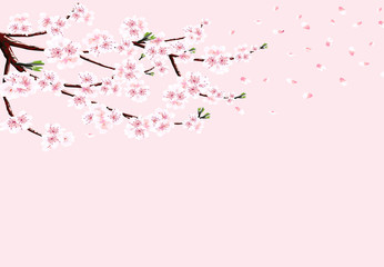 Sakura. A branch of cherry with white flowers in the wind loses petals. Isolated on a pink background. illustration