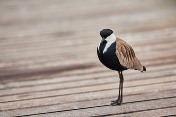 A Cute little bird on wild