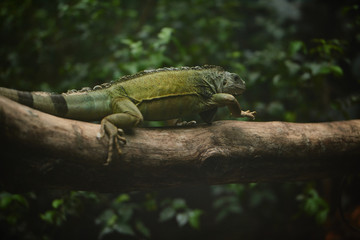 Green iguana on branch over wooden background