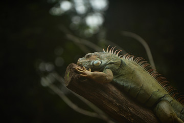 Green iguana on branch over wooden background
