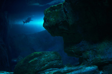 shark at the bottom of the ocean