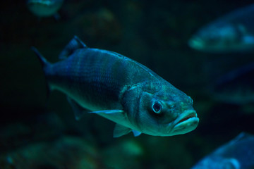 Fototapeta premium Photo of a tropical Fish on a coral reef.