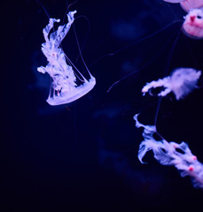 Beautiful colorful jellyfish in aquarium