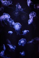 Beautiful colorful jellyfish in aquarium