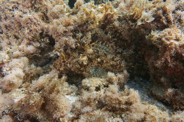 Fototapeta na wymiar Fish camouflage a black scorpionfish Scorpaena porcus hidden in algae, Mediterranean sea, Costa Brava, Cap de Creus, Spain