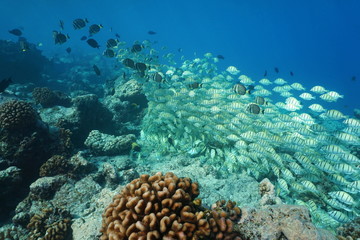Naklejka na ściany i meble Tropical school of fish on a reef in the Pacific ocean (mostly convict surgeonfish) Rangiroa, Tuamotus, French Polynesia