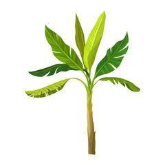 Wild banana palm with big bright green leaves. Cartoon icon of tropical fruit tree. Graphic design element for infographic. Detailed flat vector illustration