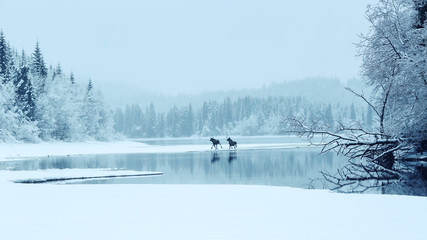 Two mooses crossing the lake Selbu in Norway, in the foggy winter day.
