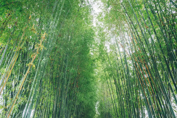 bamboo forest with morning sunlight